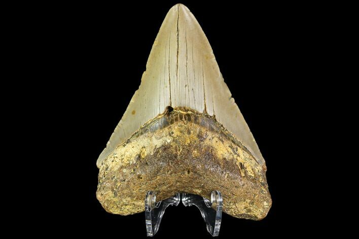 Fossil Megalodon Tooth - North Carolina #109684